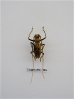 藏品(蘭嶼縱條長角天牛)的圖片